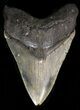Megalodon Tooth - North Carolina #38711-1